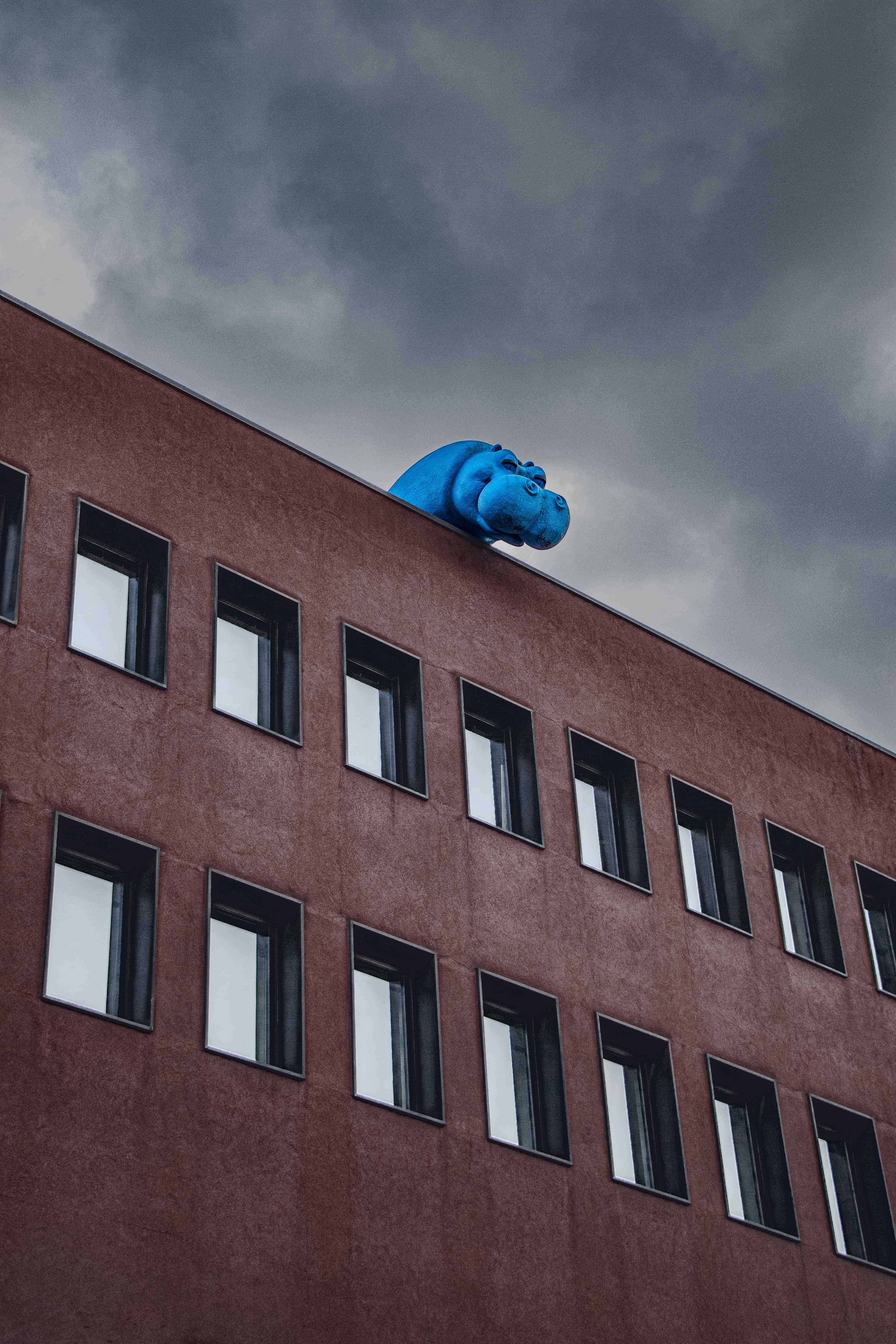 Hippo